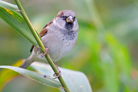 A male House sparrow (Passer domesticus) perched on a branch between leaves.