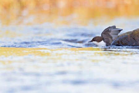 A white-throated dipper Cinclus cinclus perched and stretching its wings in streaming water.の写真素材