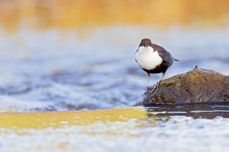 White-throated Dipper perched on a rock in a streaming creek.の写真素材