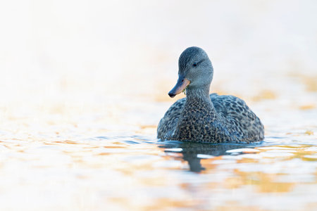 A female gadwall (Mareca strepera) swimming and foraging in a colorful pond in the city.の写真素材