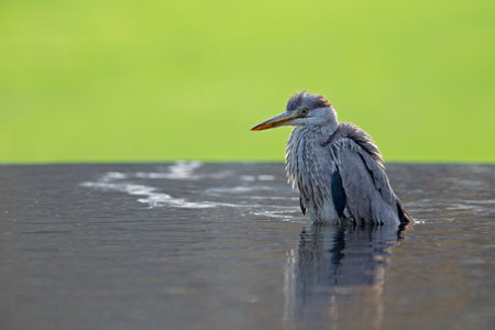 A Gray heron playing in waterの写真素材