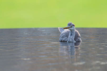 A Gray heron playing in and under waterの写真素材