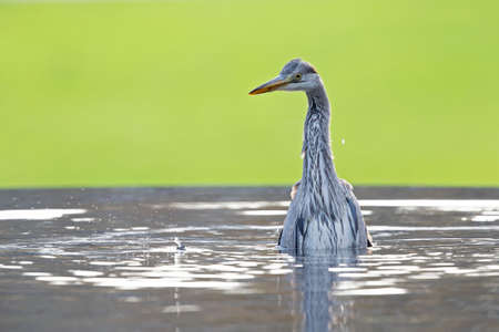 A Gray heron playing in and under waterの写真素材