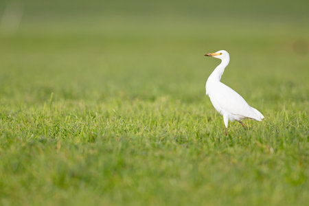 A cattle egret foraging in a meadow with cows in the Netherlands.の写真素材