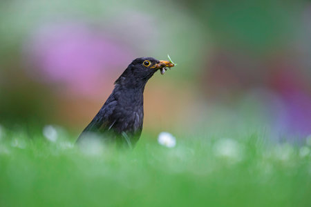 An adult male blackbird foraging in a field with flowers.の写真素材