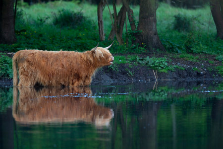 A highland cow standing in water and drinking.の写真素材