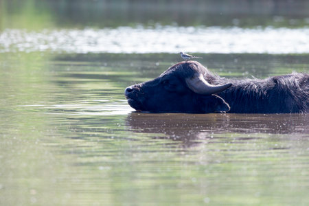 A water buffalo (Bubalus bubalis) enjoying a bath in a lake.