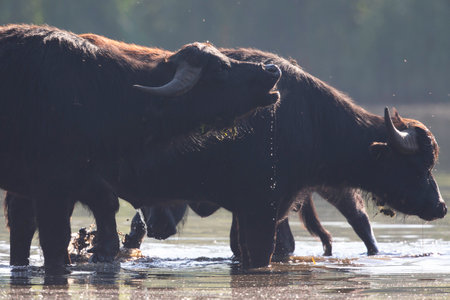 A group of water buffalos (Bubalus bubalis) drinking water from a lake.の写真素材