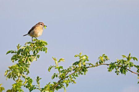 A female adult European stonechat (Saxicola rubicola) perched in a tree with food in its beak.の写真素材