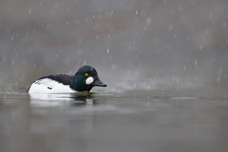 A male adult goldeneye (Bucephala clangula) swimming in a lake photographed high key while it is snowing.の写真素材