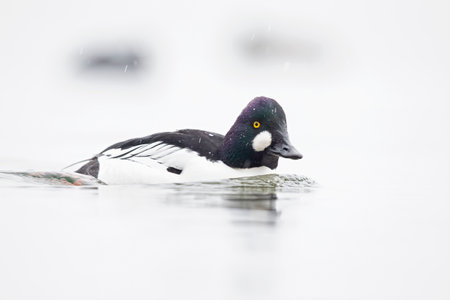 A male adult goldeneye (Bucephala clangula) swimming in a lake photographed high key while it is...