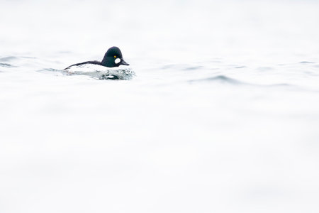 A male adult goldeneye (Bucephala clangula) swimming in a lake photographed high key.の写真素材
