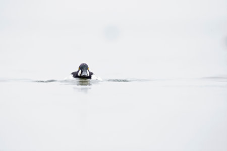 A male adult goldeneye (Bucephala clangula) swimming in a lake photographed high key.