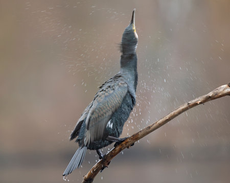 A great cormorant (Phalacrocorax carbo) drying its wings after a swim at a lake.の写真素材