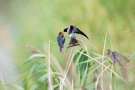 An adult barn swallow (Hirundo rustica) feeding its family that is perched on a branch.の写真素材