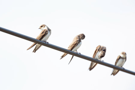 A group of sand martin (Riparia riparia) perching on a electricty cable.の写真素材