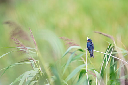 Juvenile barn swallows (Hirundo rustica) waiting to be fed perched on a branch.の写真素材