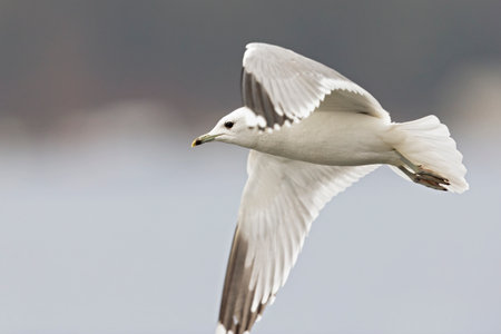A common gull (Larus canus) in flight at a lake in the city of Berlinの写真素材