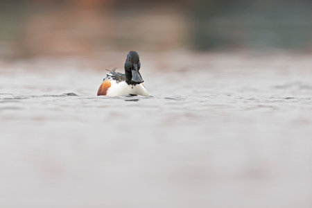 A male northern shoveler (Spatula clypeata) swimming in a canal in Germanyの写真素材