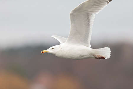 A Caspian gull (Larus cachinnans) in flight at a lake in the city of Berlin