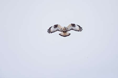 A rough-legged buzzard hovering in search for preyの写真素材