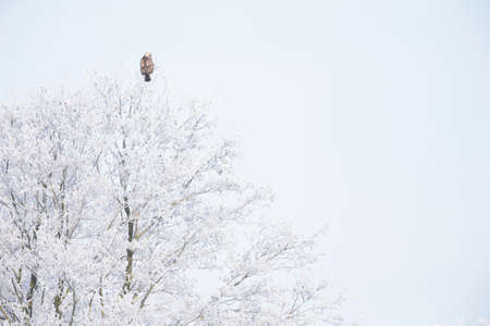 A  rough-legged buzzard (Buteo lagopus) perched on a branch with snow in search for prey.
