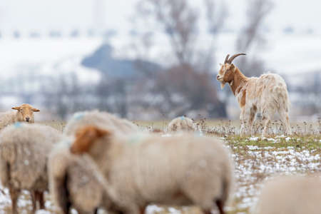 Goats grazing in a meadow on a cold winters day.の写真素材
