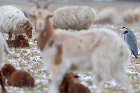 A grey heron (Ardea cinerea) foraging on a cold winter morning between sheeps and goats.の写真素材