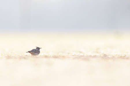 A Crested lark (Galerida cristata) resting in a meadow backlit in the morning light.の写真素材