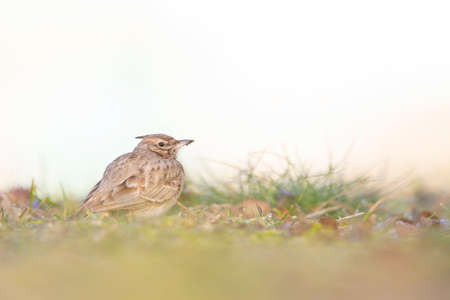 A crested lark (Galerida cristata) resting and foraging in a meadow in the morning light.の写真素材