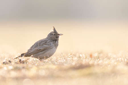 A Crested lark (Galerida cristata) resting in a meadow backlit in the morning light.の写真素材