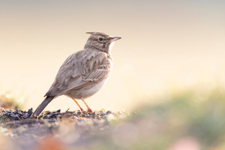 A Crested lark (Galerida cristata) resting in a meadow backlit in the morning light.の写真素材