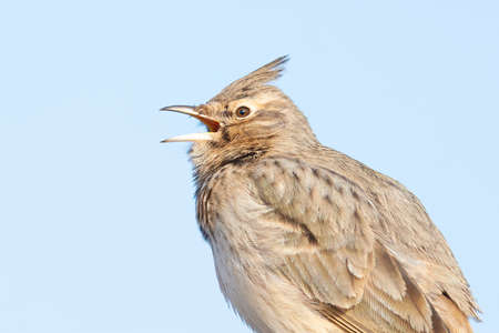A portrait of a crested lark(Galerida cristata) singing and calling in front of a blue sky.の写真素材