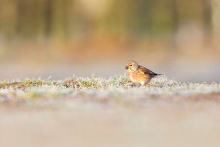 A Common Linnet (Linaria cannabina) foraging in a field in the early morning.