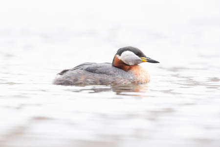A red necked grebe (Podiceps grisegena) swimming in a lake in a high-key image.の写真素材