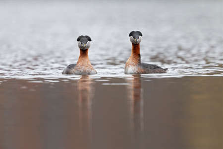 A couple red necked grebes (Podiceps grisegena) swimming in a lake.