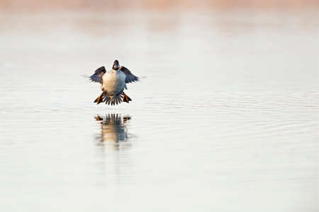 A female common goldeneye (Bucephala clangula) landing with a splash in a lake.の写真素材