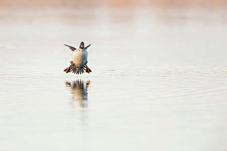 A female common goldeneye (Bucephala clangula) landing with a splash in a lake.の写真素材