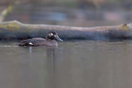A female velvet scoter (Melanitta fusca) swimming along the waters edge of a lake.の写真素材