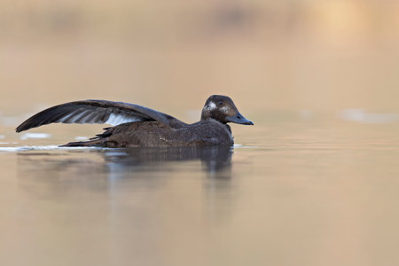 A female velvet scoter (Melanitta fusca) preening and stretching in the warm morning sun.の写真素材