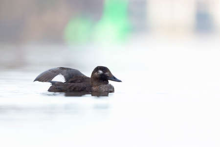 A female velvet scoter (Melanitta fusca) preening and stretching in the warm morning sun.の写真素材