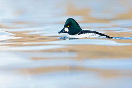A male adult goldeneye (Bucephala clangula) swimming in a lake on a cold sunny day.の写真素材