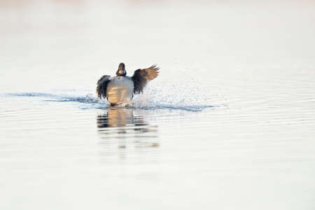 A female common goldeneye (Bucephala clangula) landing with a splash in a lake.の写真素材