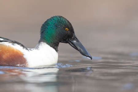 A portrait of a male northern shoveler (Spatula clypeata) swimming on a sunny day in a lake in Germany.の写真素材