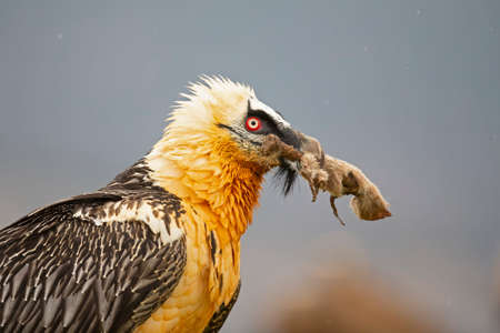 Portrait of a Bearded vulture (Gypaetus barbatus) scavenging and eating bones. Portrait van een Lammergier die beenderen zoekt en eet op de grond.の写真素材