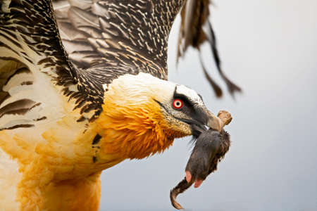 Bearded vulture (Gypaetus barbatus) taking off in the Spanisch mountains. Lammergier die opstijgt in...