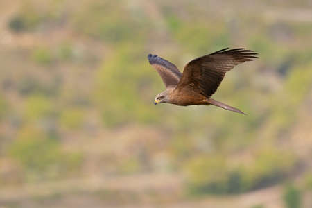 A black kite (Milvus migrans) in flight and hunting.