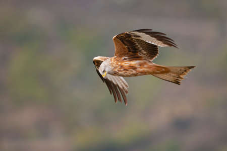 A red kite (Milvus milvus) in flight.の写真素材