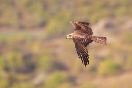 A black kite (Milvus migrans) in flight and hunting.