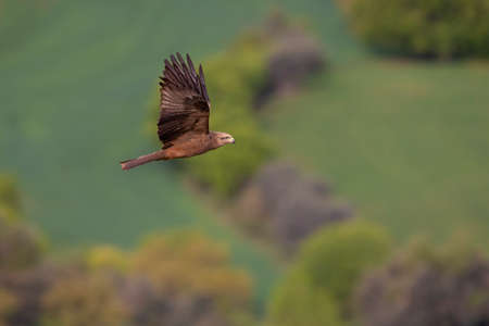 A black kite (Milvus migrans) in flight and hunting.